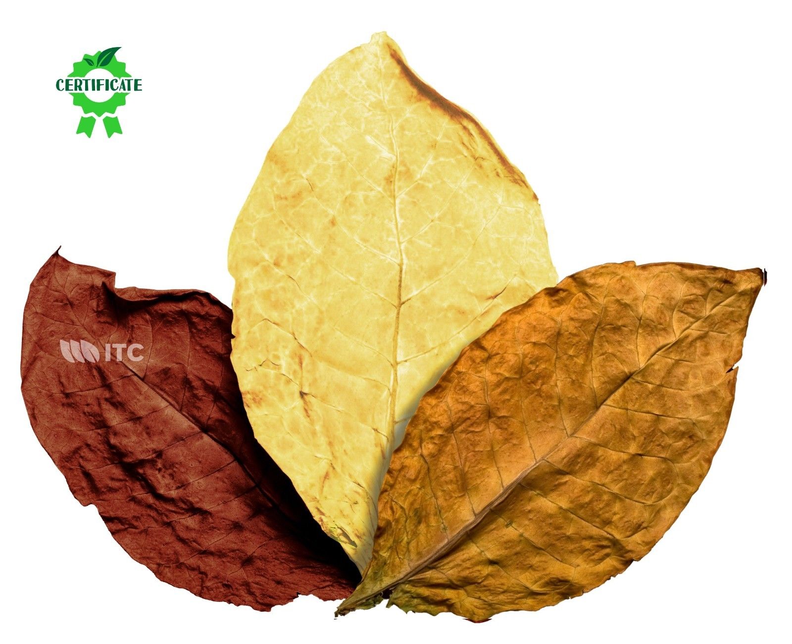 Burley Blätter Rohtabak Naturtabak Tabakblätter Duft /& Deko